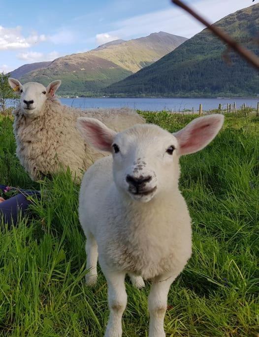 Roe Deer Cottage near Glencoe Fort William Buitenkant foto